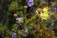 Phebalium glandulosum, photograph (c) Greg Tasney, some rights reserved (CC BY-SA)
