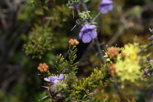 Phebalium glandulosum, photograph 3