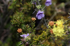 Phebalium glandulosum, photograph (c) Greg Tasney, some rights reserved (CC BY-SA)