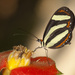 Mariposa Falsa Cebra - Photo (c) Karl Kroeker, algunos derechos reservados (CC BY-NC), subido por Karl Kroeker