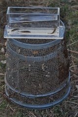 Pungitius pungitius