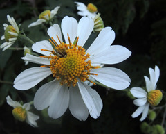 Montanoa bipinnatifida
