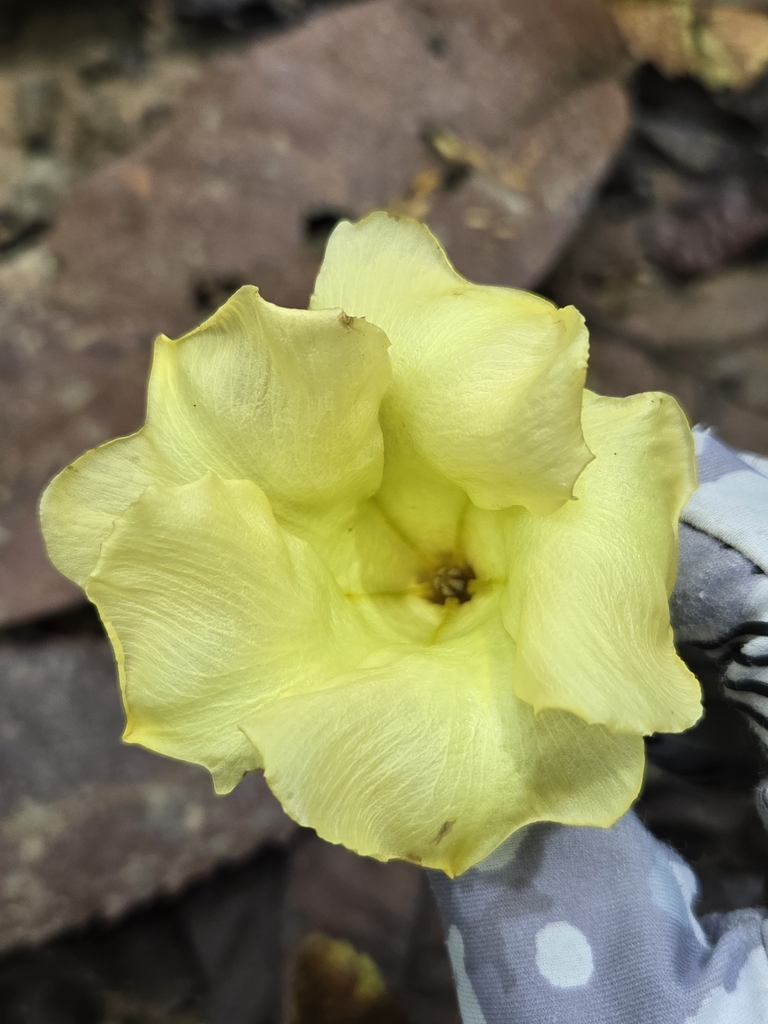 Macropharynx isthmica