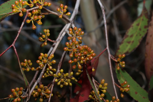 New England Blackbutt (Eucalyptus andrewsii)