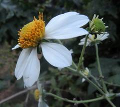 Montanoa bipinnatifida