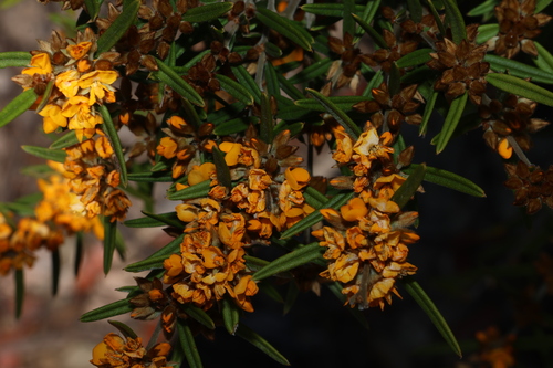 tall shaggy pea (Oxylobium arborescens)