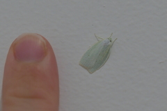 Nymphostola galactina