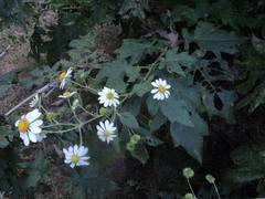 Montanoa bipinnatifida