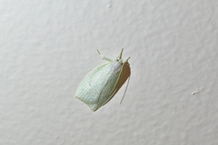 Nymphostola galactina