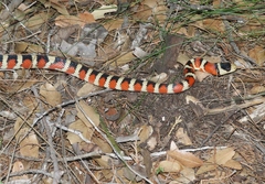 Lampropeltis knoblochi