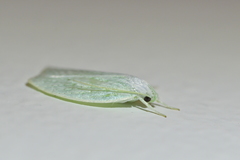 Nymphostola galactina