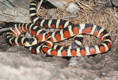 Lampropeltis knoblochi