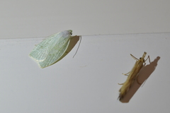Nymphostola galactina