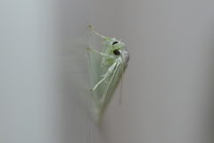 Nymphostola galactina