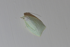 Nymphostola galactina