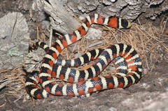 Lampropeltis knoblochi