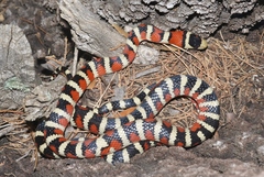 Lampropeltis knoblochi