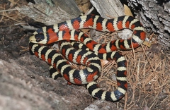 Lampropeltis knoblochi