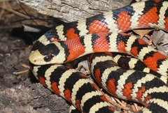Lampropeltis knoblochi
