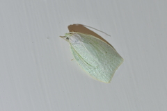 Nymphostola galactina