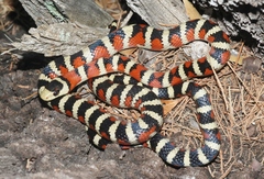 Lampropeltis knoblochi