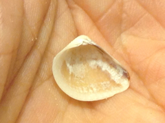 Anomalocardia cuneimeris