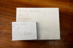 Psilocybe samuiensis