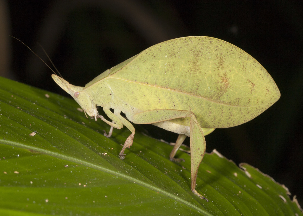 Aegimia cultrifera
