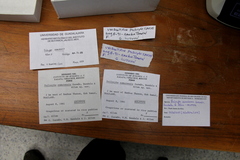 Psilocybe samuiensis