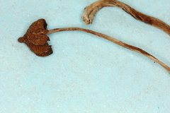 Psilocybe samuiensis