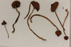 Psilocybe samuiensis