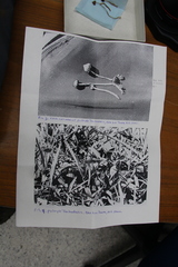 Psilocybe samuiensis