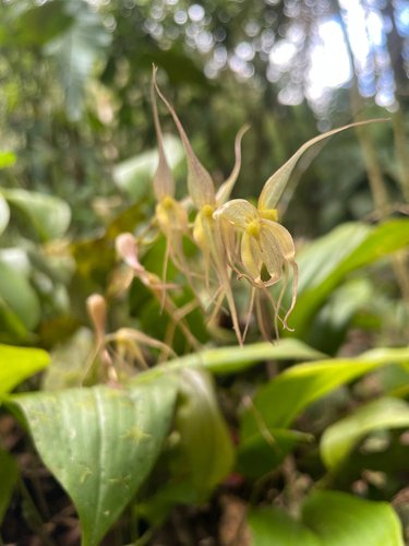 Pleurothallis phalangifera