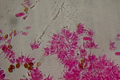 Psilocybe samuiensis