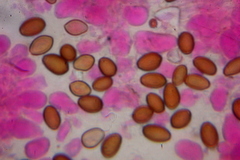 Psilocybe samuiensis