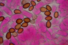 Psilocybe samuiensis