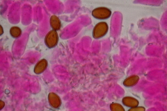 Psilocybe samuiensis