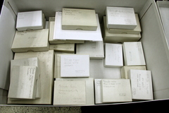 Psilocybe samuiensis