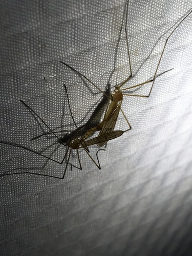 Unknown species found near McPherson St NE, Lowell, MI, US