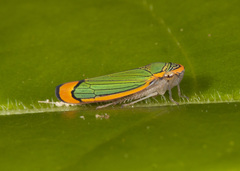 Stephanolla quepelana