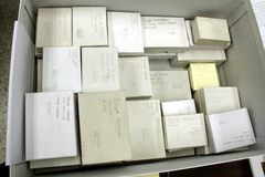 Psilocybe samuiensis