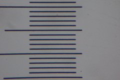 Psilocybe samuiensis