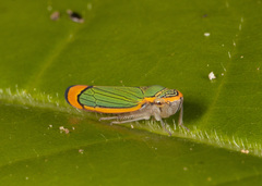 Stephanolla quepelana