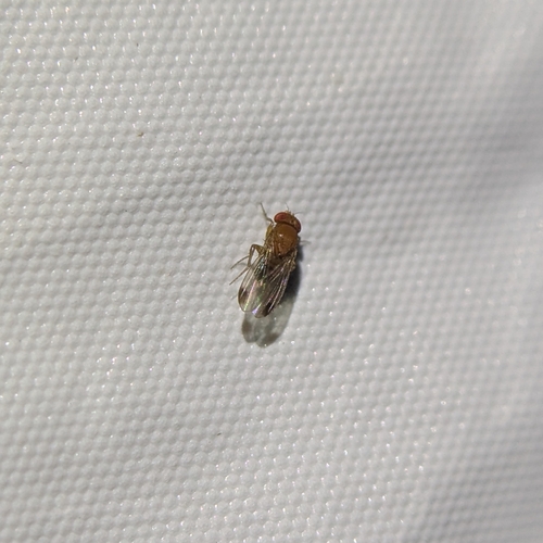 Unknown species found near Morgan Park, Chicago, IL, USA