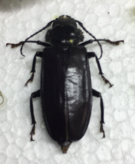 Mallodon dasystomus
