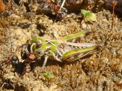 Austroicetes