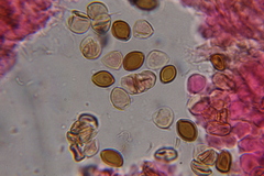 Psilocybe tampanensis image