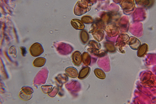 Psilocybe tampanensis image