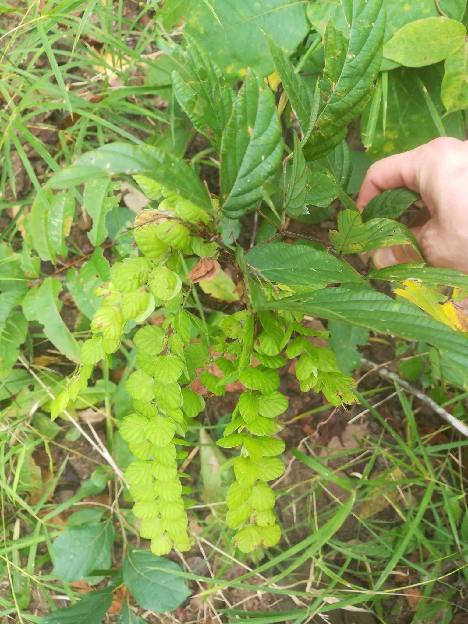Phyllodium pulchellum (Phyllodium pulchellum)