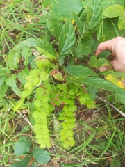 Phyllodium pulchellum